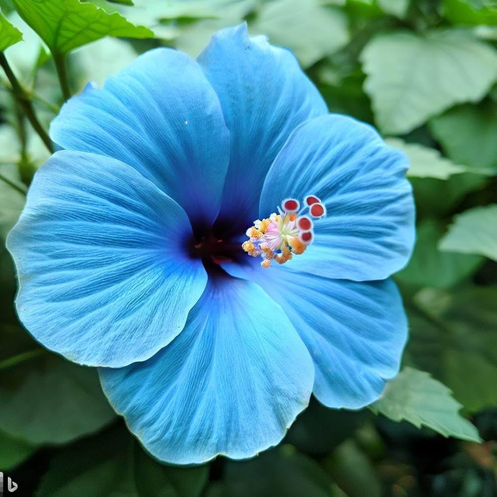 Tropical Blue Hibiscus Plants in Bloom