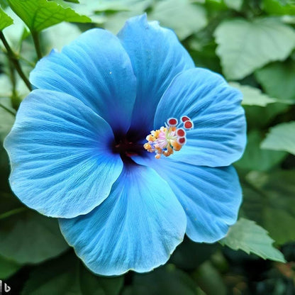 Tropical Blue Hibiscus Plants in Bloom