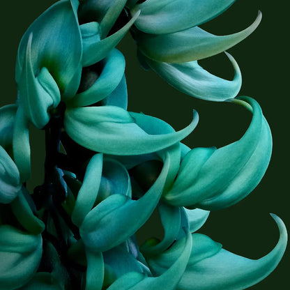 Tropical Strongylodon Macrobotrys Seeds for Gardening