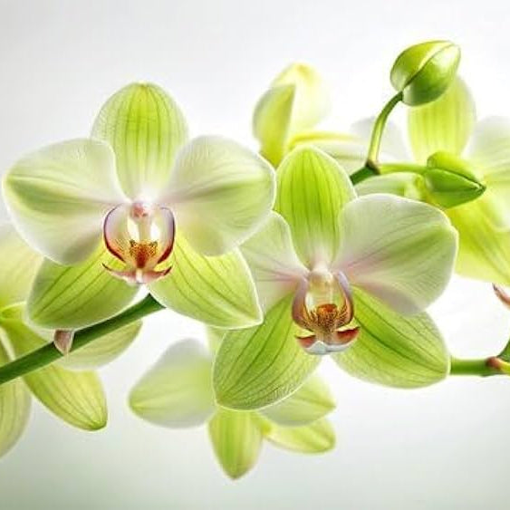 Tropical Garden with Light Green Orchids