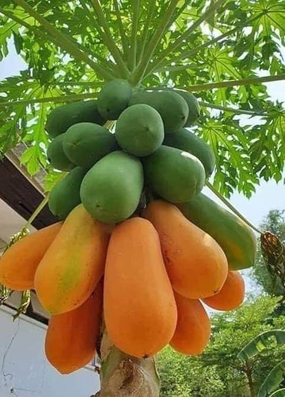 Tropical Papaya Seeds – Non-GMO Carica papaya Fruit Tree