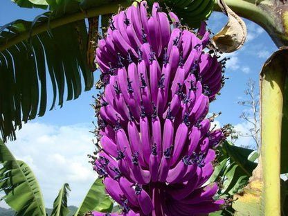 Tropical violet banana plants grown from seeds