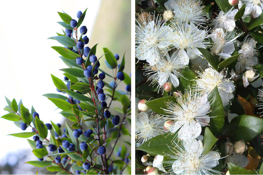 True Myrtle Seeds Myrtus communis fragrant white flower shrub