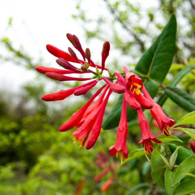 Lonicera Sempervirens Flower seeds for Planting Vibrant Colors, Heirloom & GMO Free Seeds for Home Garden vegetable and garden seeds