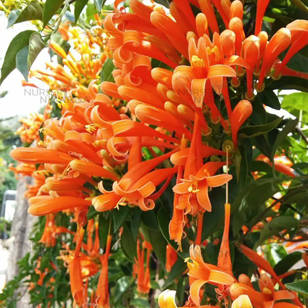 Red Pyrostegia Venusta Flower seeds for Planting Long Bloom Season Heirloom & GMO Free Seeds for Home Garden