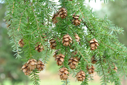 Planting Brown Tsuga Heterophylla Tree Seeds