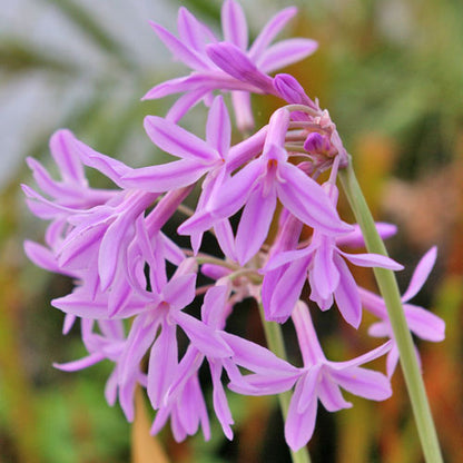 Heirloom Tulbaghia Flower seeds for Planting Wildflower Mix Heirloom & GMO Free Seeds for Home Garden
