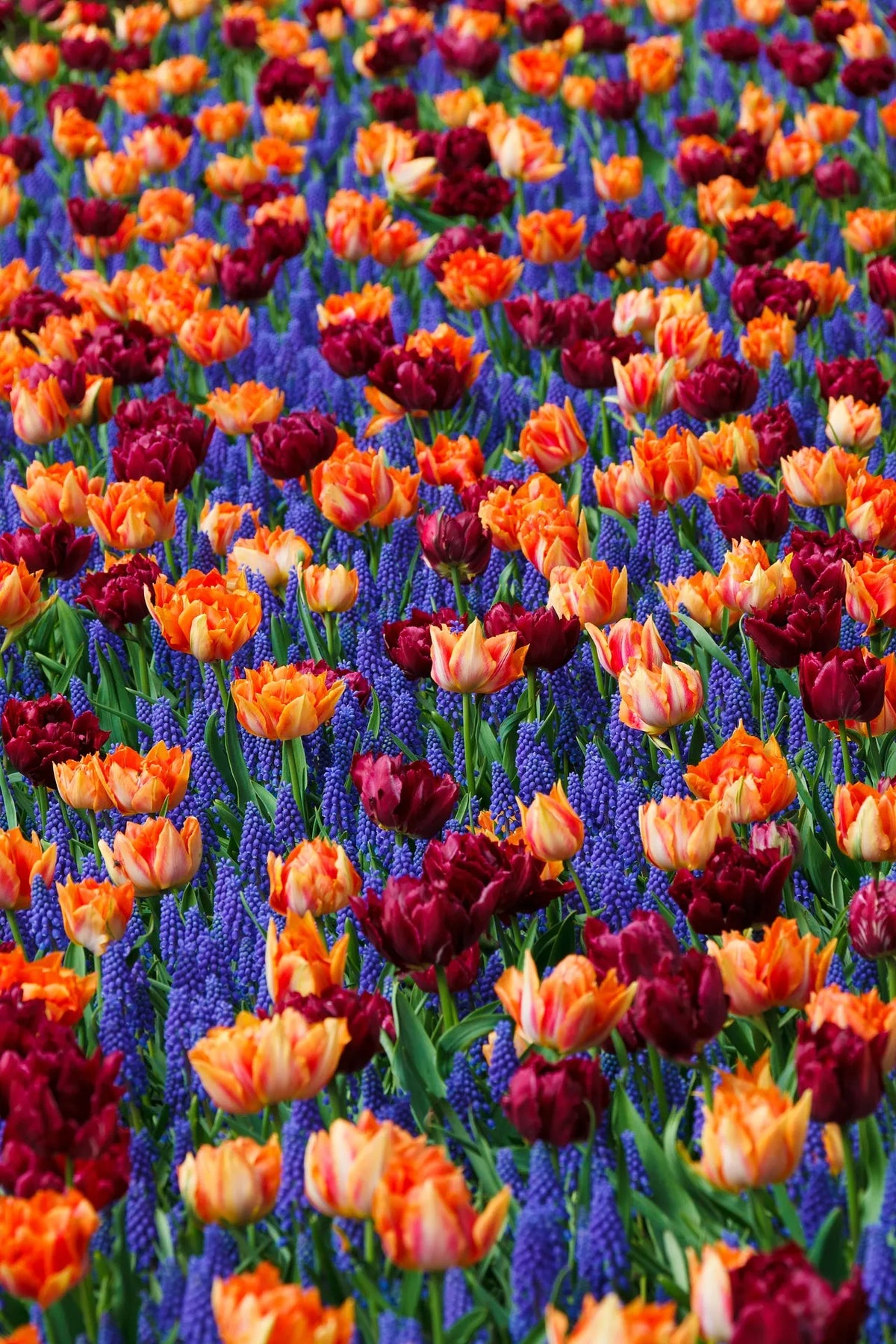 Yellow & Blue Tulip Flowers Growing in Garden Borders