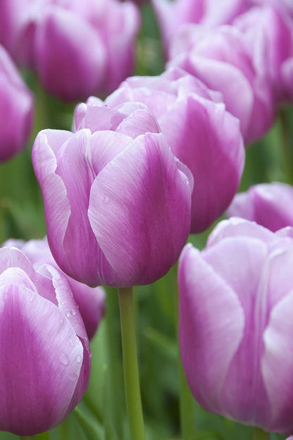 Close-up of White and Violet Tulip Petals