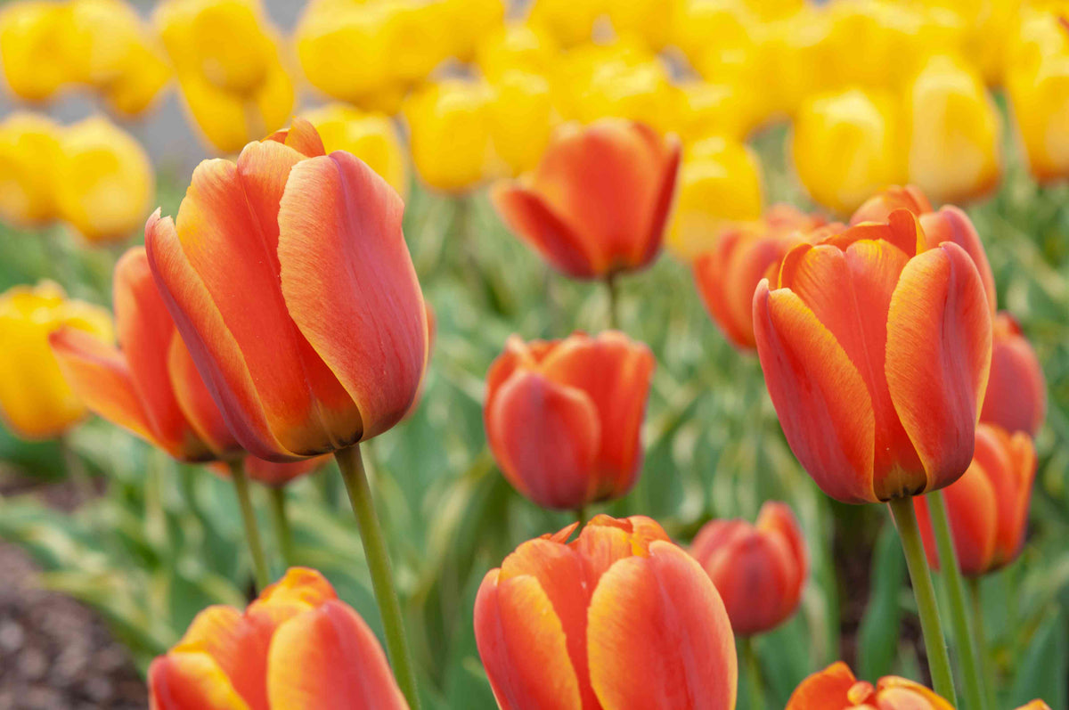 Mixed Yellow and Blue Tulip Flowers for Garden Planting