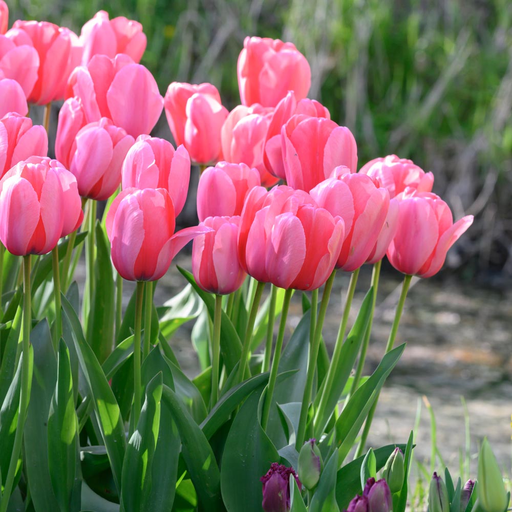 Pale Pink Tulip Blooms in Backyard Garden