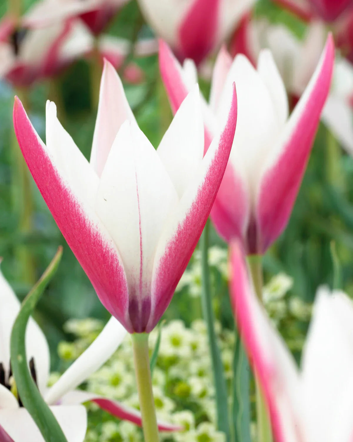 Peppermint Stick Tulip Flower seeds for Planting Easy to Grow Heirloom & GMO Free Seeds for Home Garden