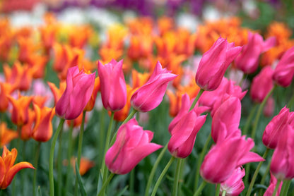 Light Purple Tulips Growing in Decorative Pots