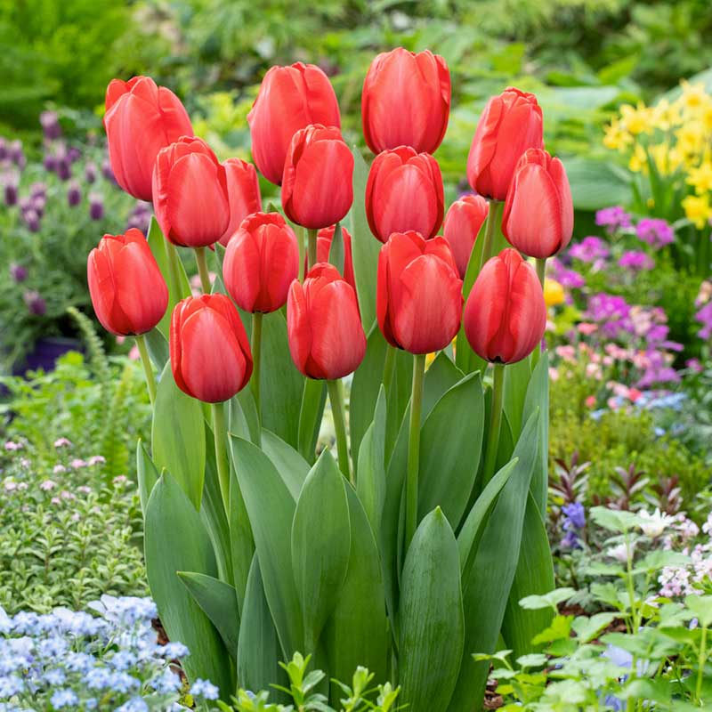 Red Pink Tulip Flower seeds for Planting Sun Loving Heirloom & GMO Free Seeds for Home Garden