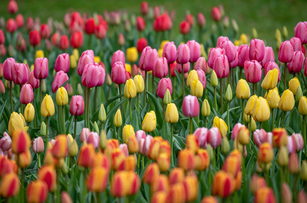 Premium Tulip Flower seeds for Planting Premium Quality, Heirloom & GMO Free Seeds for Home Garden seeds