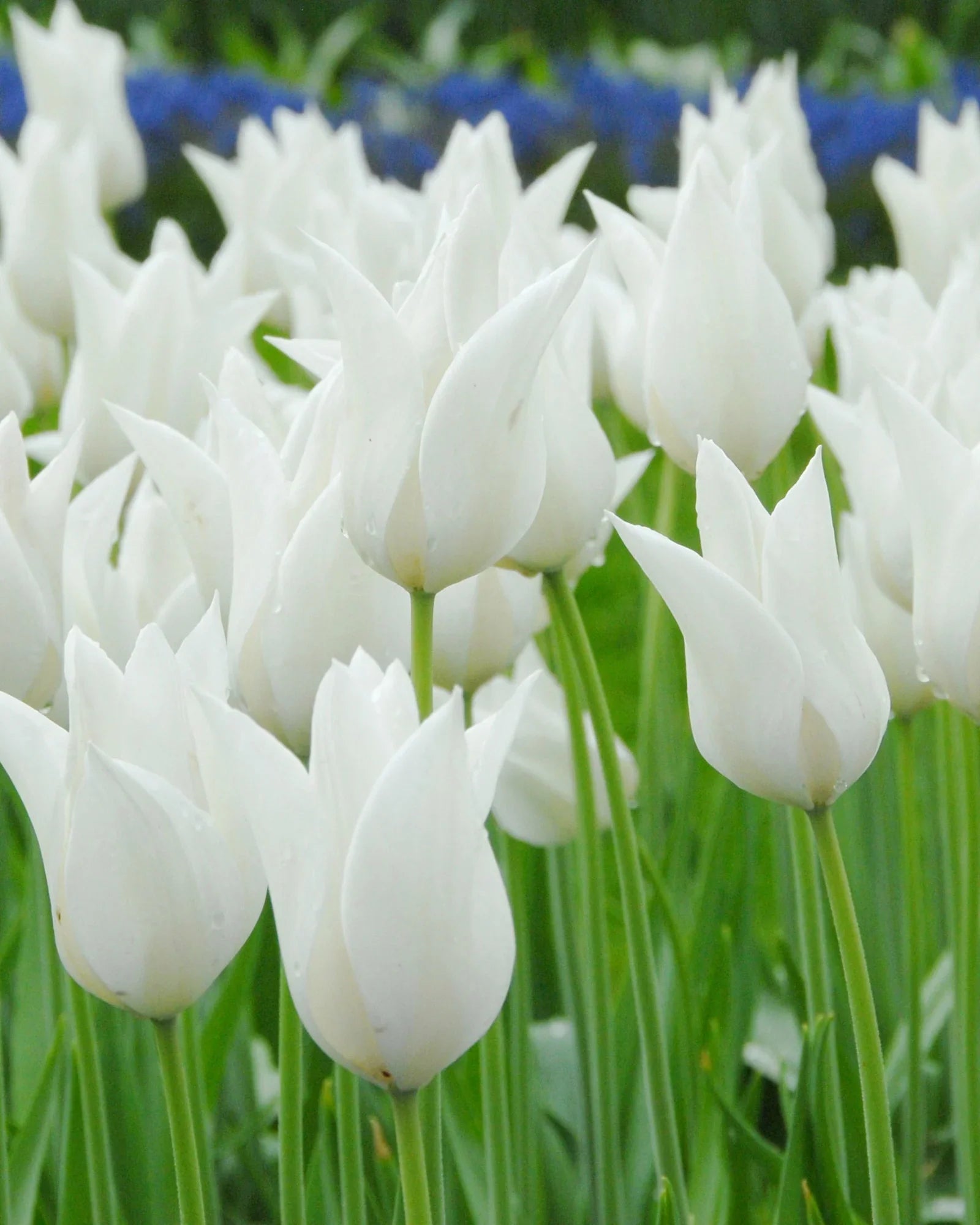 Tulip Flower seeds for Planting Garden Favorite, Heirloom & GMO Free Seeds for Home Garden vegetable and garden seeds