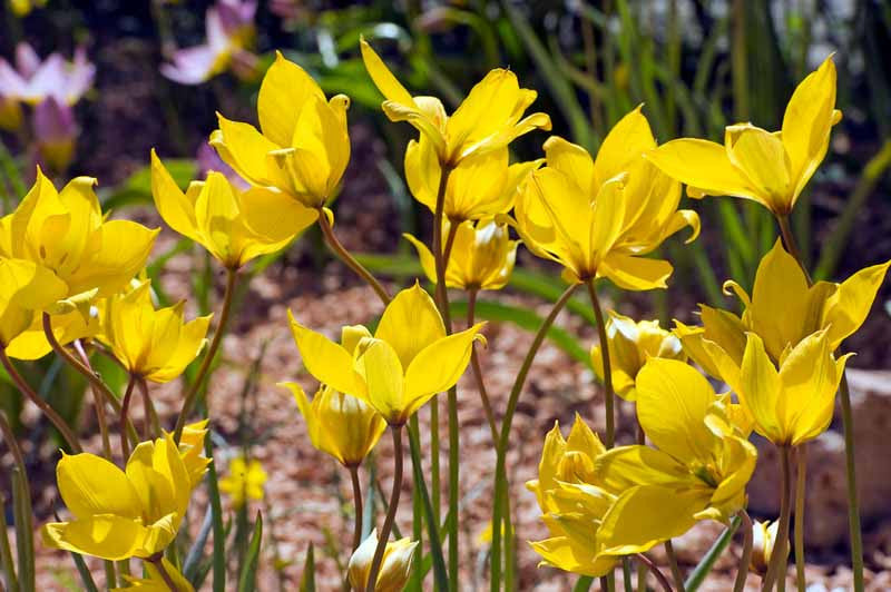 Premium Tulipa Sylvestris Flower seeds for Planting Long Bloom Season, Heirloom & GMO Free Seeds for Home Garden seeds