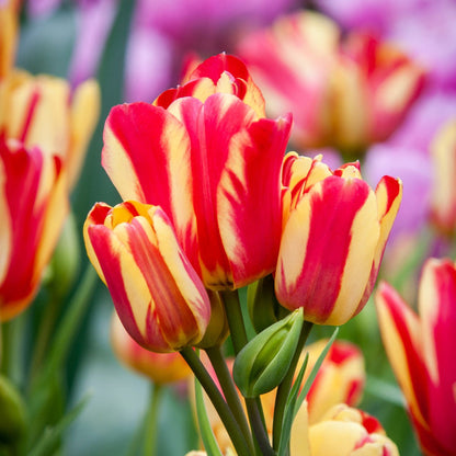 Tulip (Tulip Flower) seeds for planting in home garden
