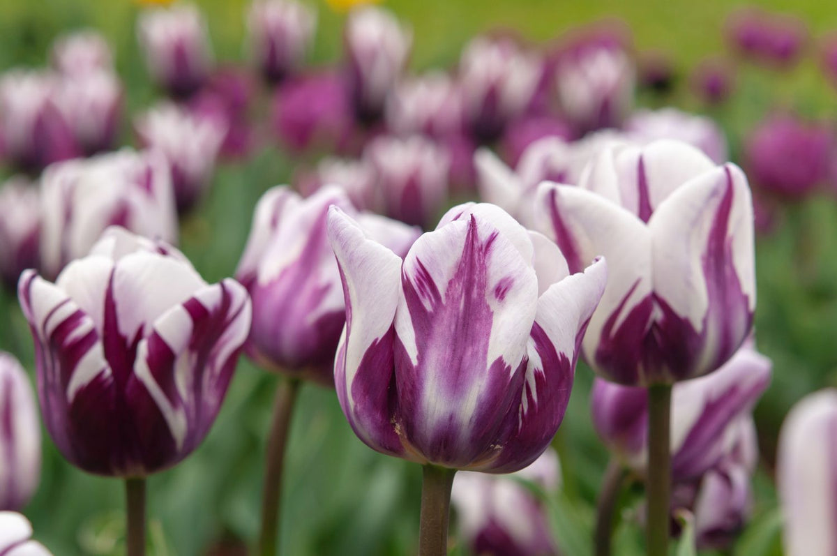 Tulip Flower Seeds Planting White Lavender