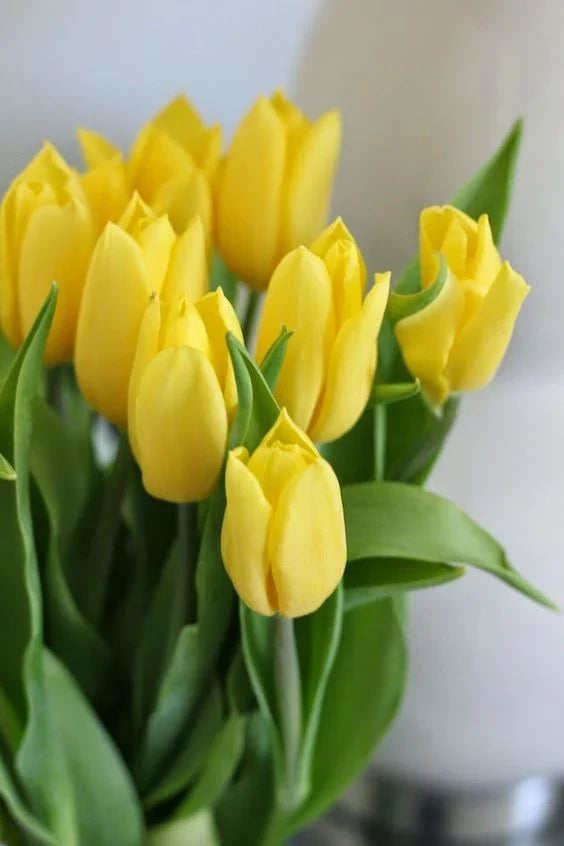 Premium Yellow Green Tulip Flower seeds for Planting Cottage Garden Essential, Heirloom & GMO Free Seeds for Home Garden seeds