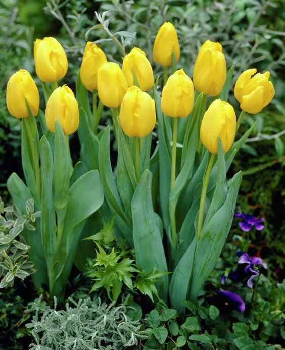 Yellow Green Tulip Flower seeds for Planting Cottage Garden Essential, Heirloom & GMO Free Seeds for Home Garden vegetable and garden seeds