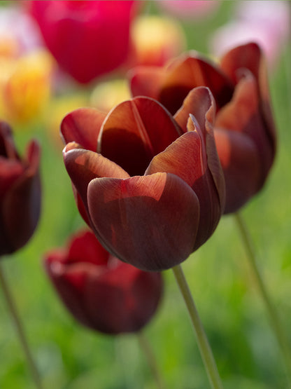 Brown Tulip Flower Seeds for Planting - Beautiful Spring Blooms