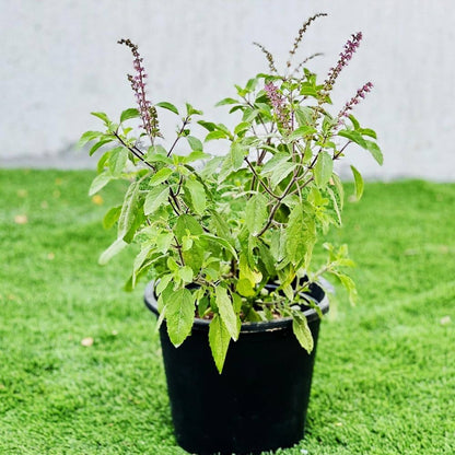 Holy Basil Seeds Germinating in Warm Soil