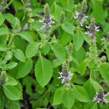 Tulsi Holy Basil green foliage grown from seeds