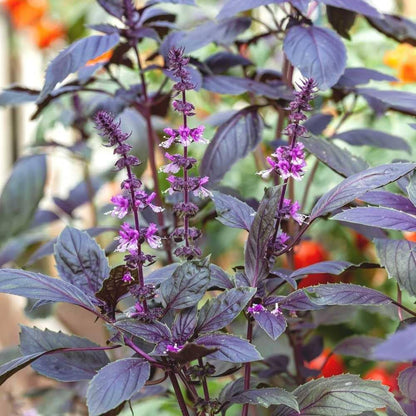 Purple Krishna Tulsi Seedlings Growing Indoors in Pots