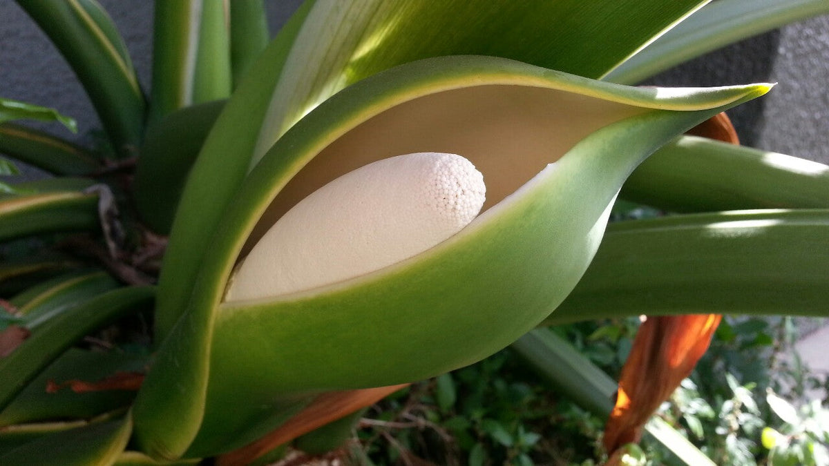 Philodendron Flower seeds for Planting Premium Quality Heirloom & GMO Free Seeds for Home Garden
