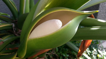Philodendron Flower seeds for Planting Premium Quality Heirloom & GMO Free Seeds for Home Garden
