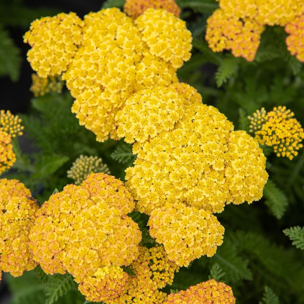 Premium Yellow Achillea Millefolium Flower seeds for Planting Shade Tolerant, Heirloom & GMO Free Seeds for Home Garden seeds