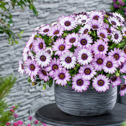 Osteospermum Flower seeds for Planting Cut Flower Favorite Heirloom & GMO Free Seeds for Home Garden