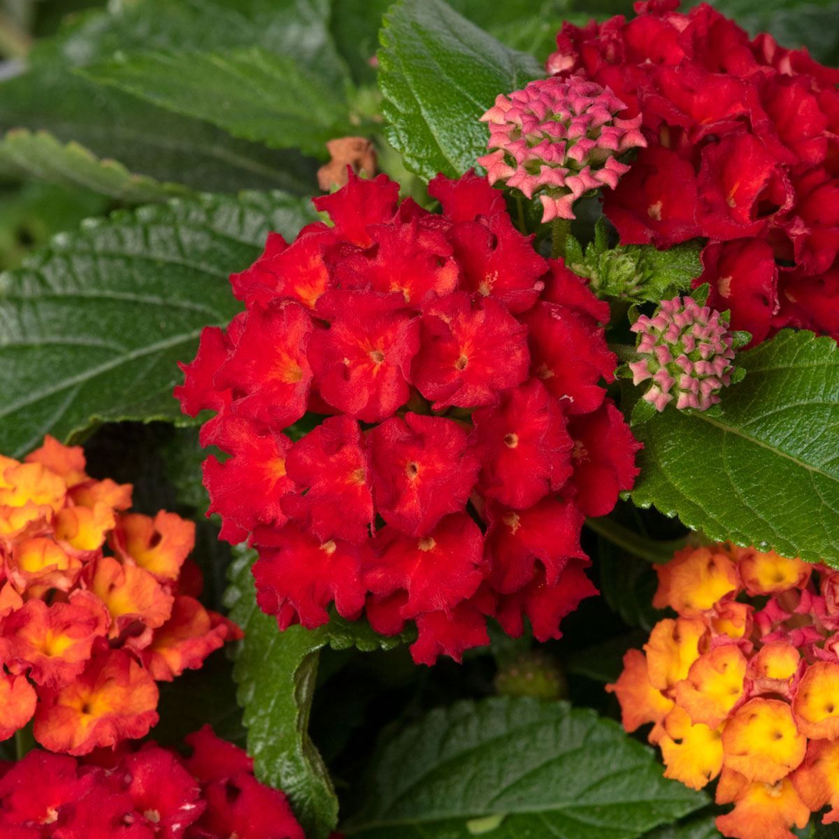 Lantana Flower seeds for Planting Fragrant Blossoms Heirloom & GMO Free Seeds for Home Garden