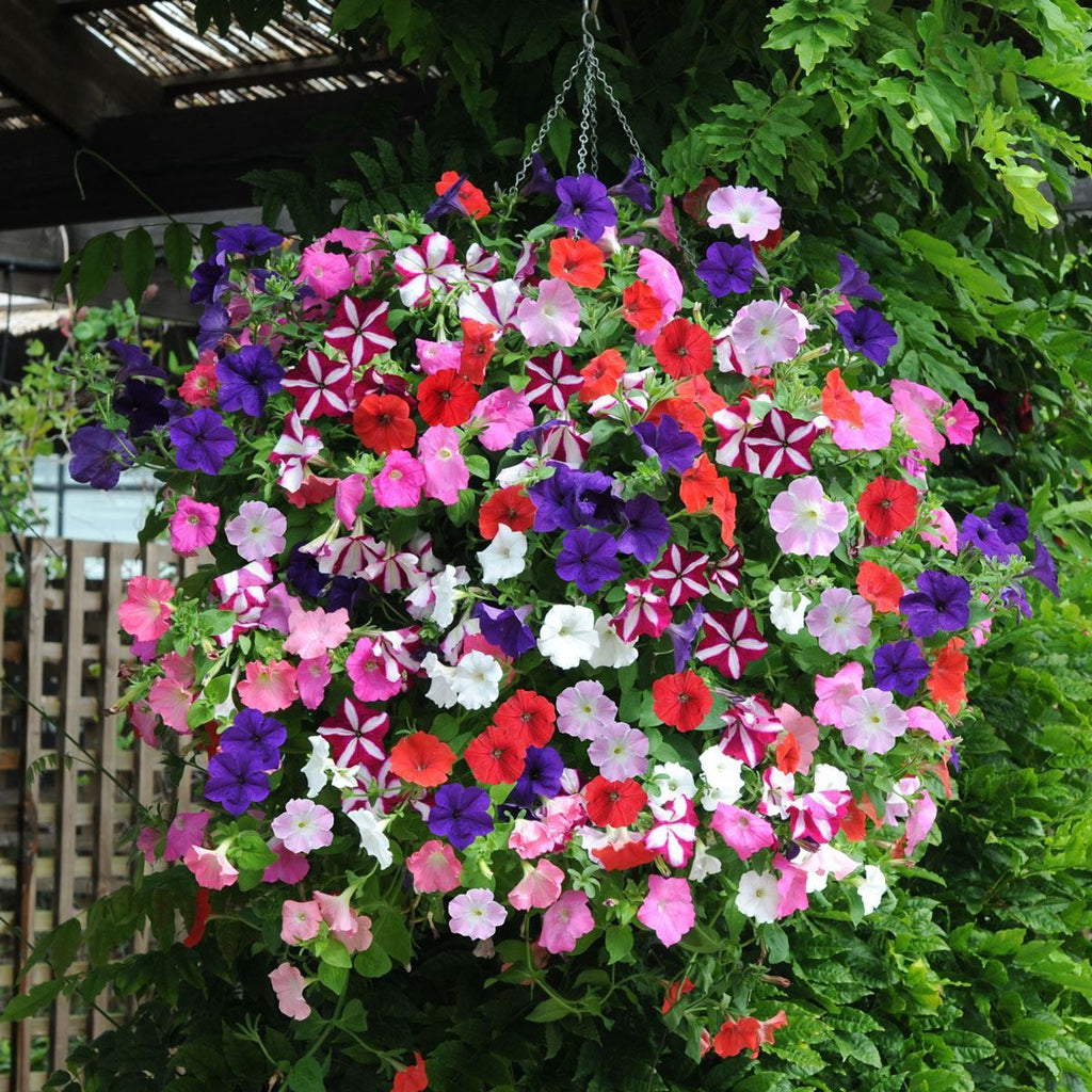 Bedding Flower seeds for Planting Low Maintenance, Heirloom & GMO Free Seeds for Home Garden vegetable and garden seeds