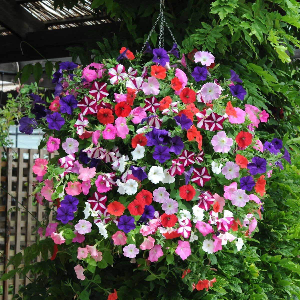 Bedding Flower seeds for Planting Low Maintenance, Heirloom & GMO Free Seeds for Home Garden vegetable and garden seeds