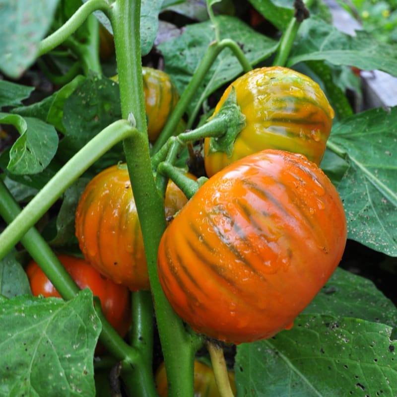 Turkish Orange Eggplant (Scarlet Solanum Aethiopicum) Fruit Vegetable Seeds