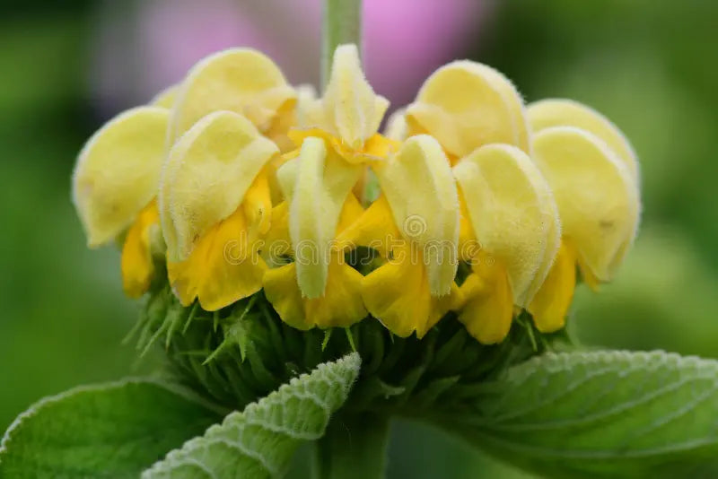 High quality Yellow Jerusalem Sage Flower seeds for Planting Easy to Grow, Heirloom & GMO Free Seeds for Home Garden seeds pack