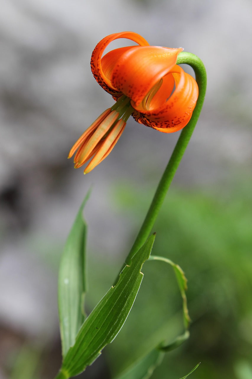 High quality Lilium Martagon Flower seeds for Planting Fragrant Blossoms, Heirloom & GMO Free Seeds for Home Garden seeds pack
