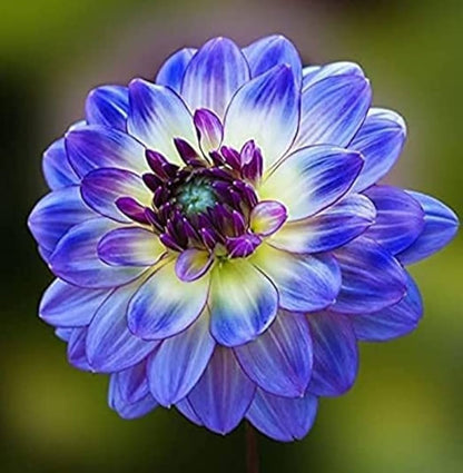 Yellow and Blue Dahlia Flowers in Full Bloom
