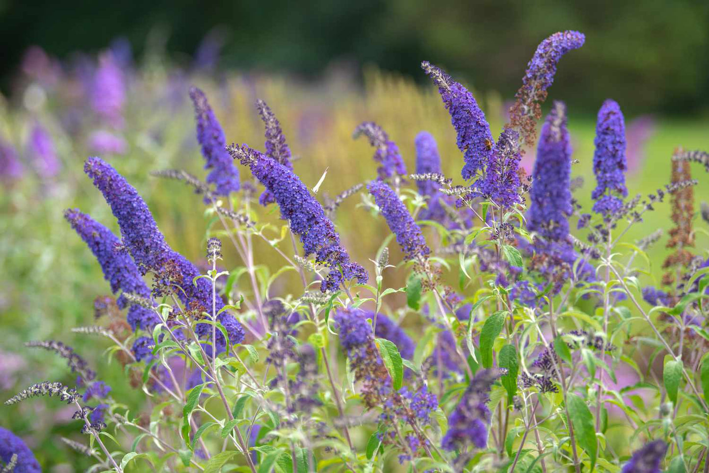 Heirloom Butterfly Bush Flower seeds for Planting Fragrant Blossoms Heirloom & GMO Free Seeds for Home Garden