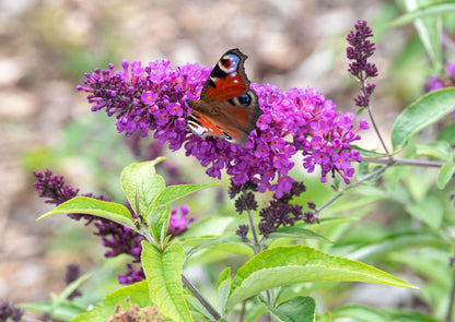 Heirloom Butterfly Bush Flower seeds for Planting Fragrant Blossoms Heirloom & GMO Free Seeds for Home Garden