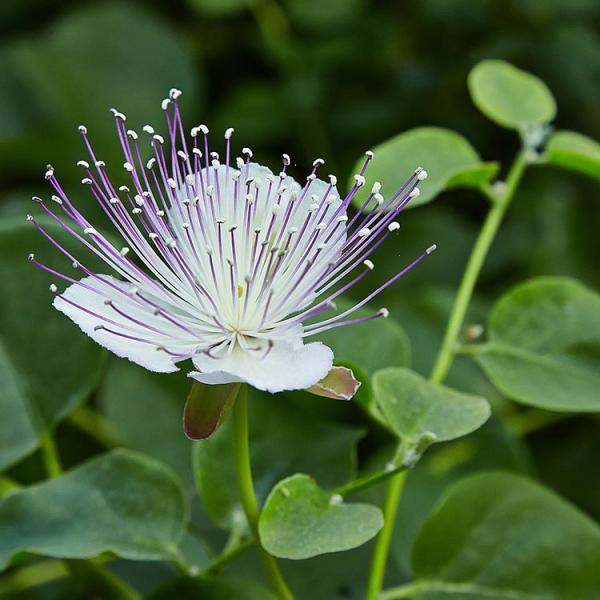 Premium White Caper Bush Flower seeds for Planting Shade Tolerant, Heirloom & GMO Free Seeds for Home Garden seeds