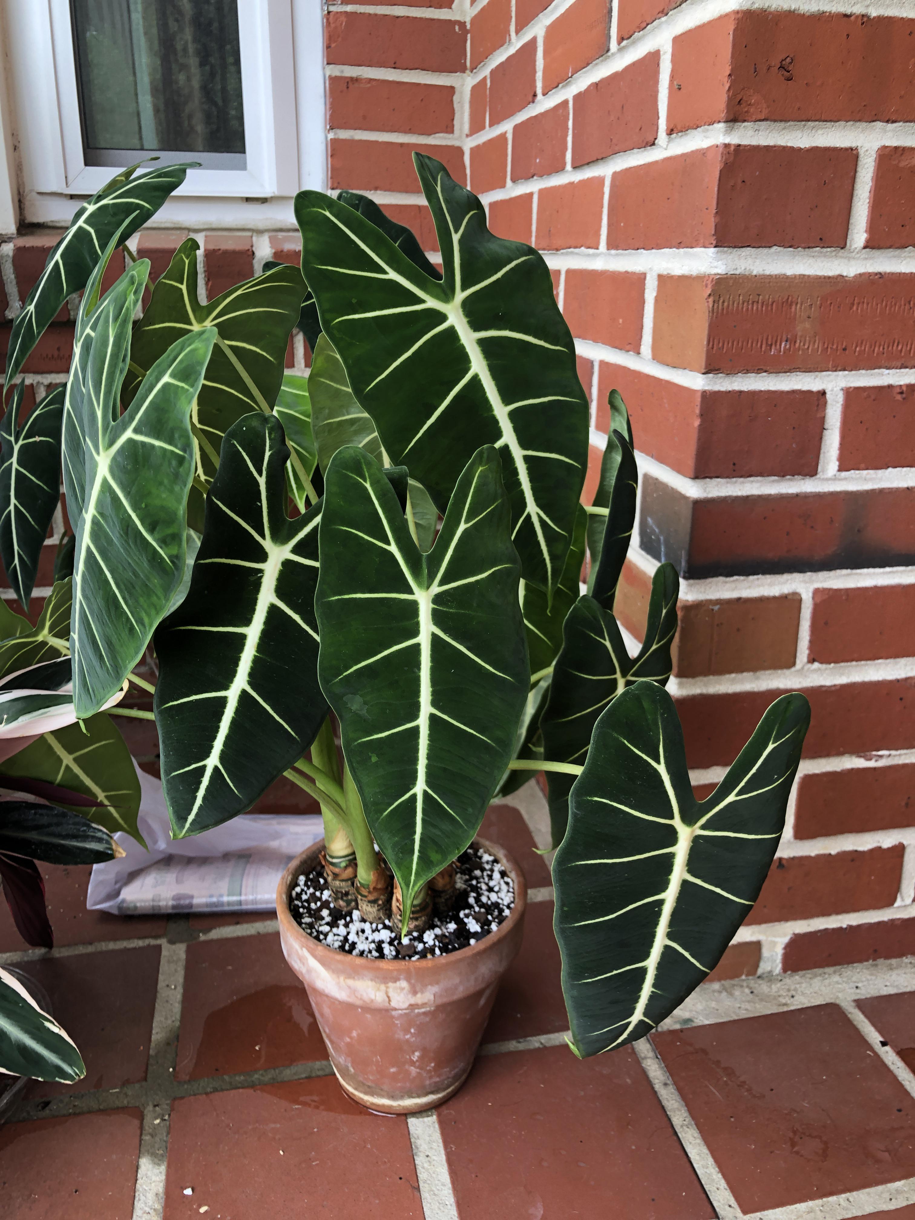 Premium Green Alocasia Flower seeds for Planting Seasonal Bloomer, Heirloom & GMO Free Seeds for Home Garden seeds