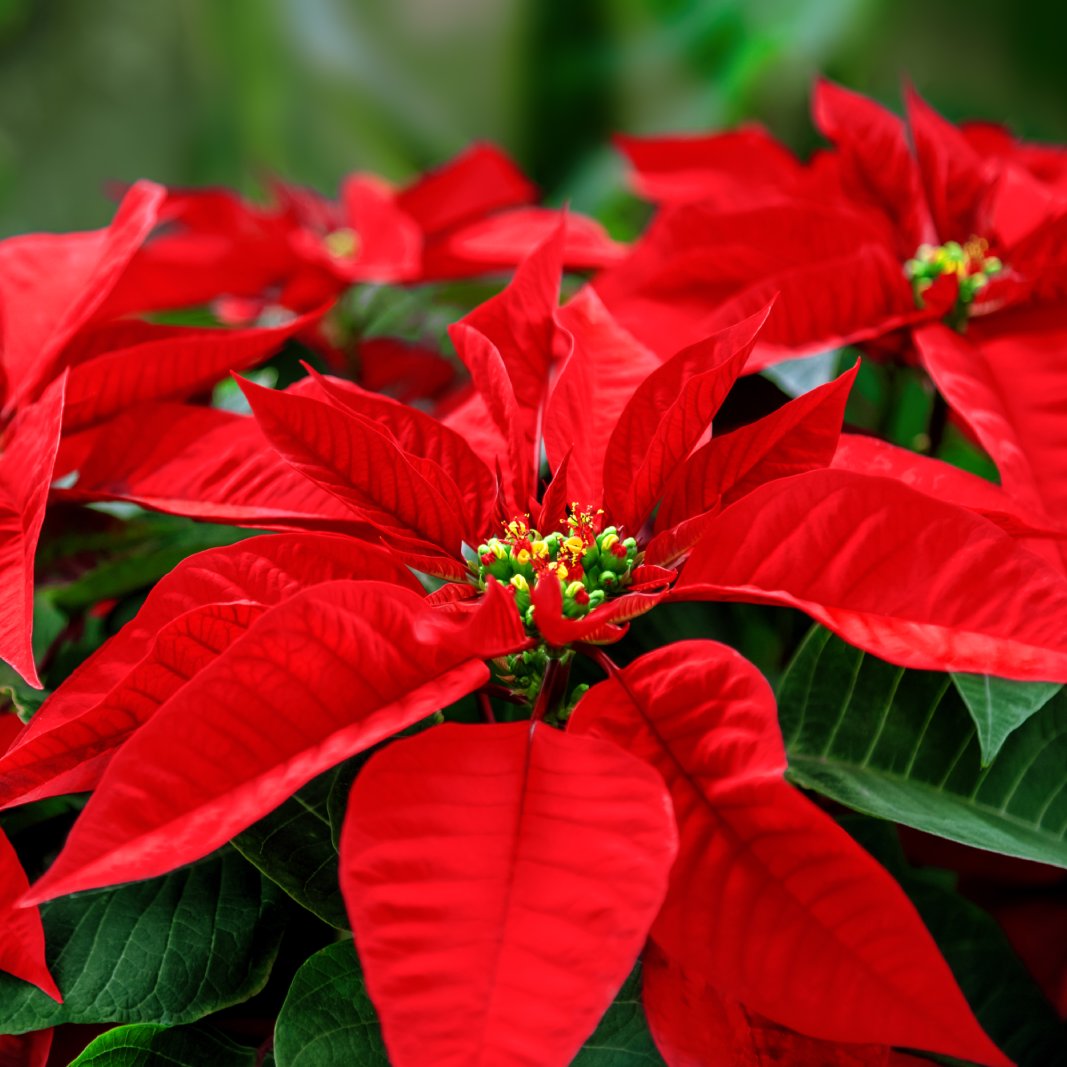 Poinsettia Flower seeds for Planting Premium Quality Heirloom & GMO Free Seeds for Home Garden