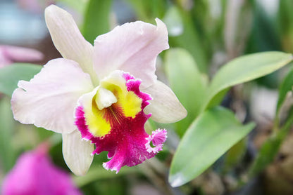 Cattleya Orchid Flower seeds for Planting Fragrant Blossoms Heirloom & GMO Free Seeds for Home Garden