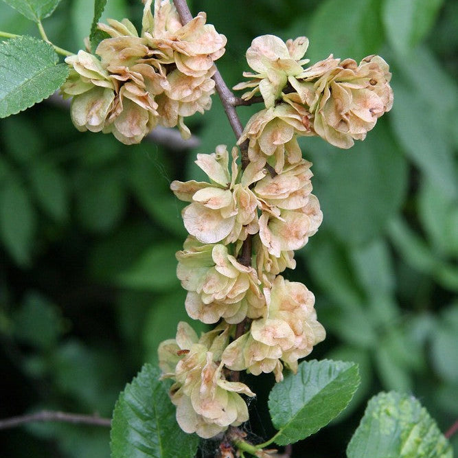 Premium Dark Green Elm Flower seeds for Planting Colorful Display, Heirloom & GMO Free Seeds for Home Garden seeds