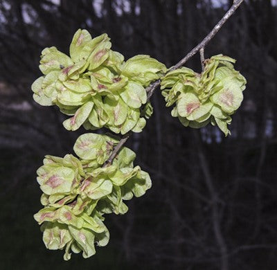 Dark Green Elm Flower seeds for Planting Colorful Display, Heirloom & GMO Free Seeds for Home Garden seeds for planting