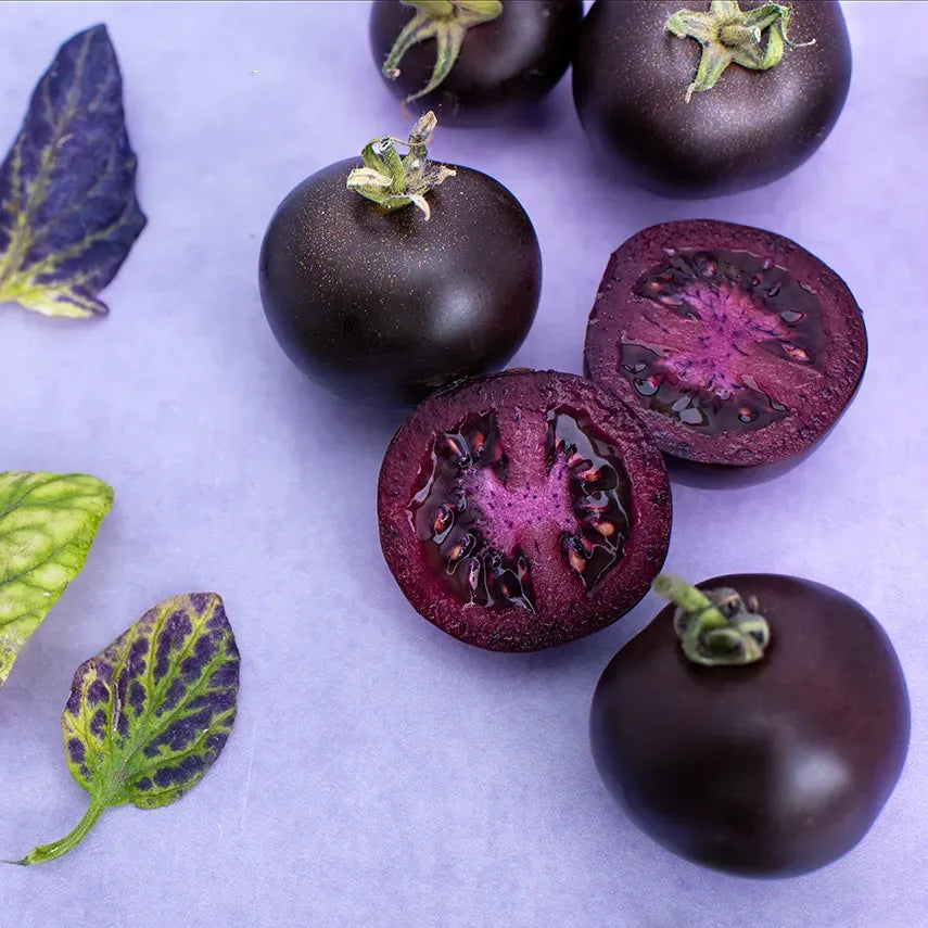 Unique violet tomato variety growing in home garden