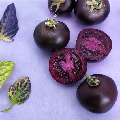 Unique violet tomato variety growing in home garden
